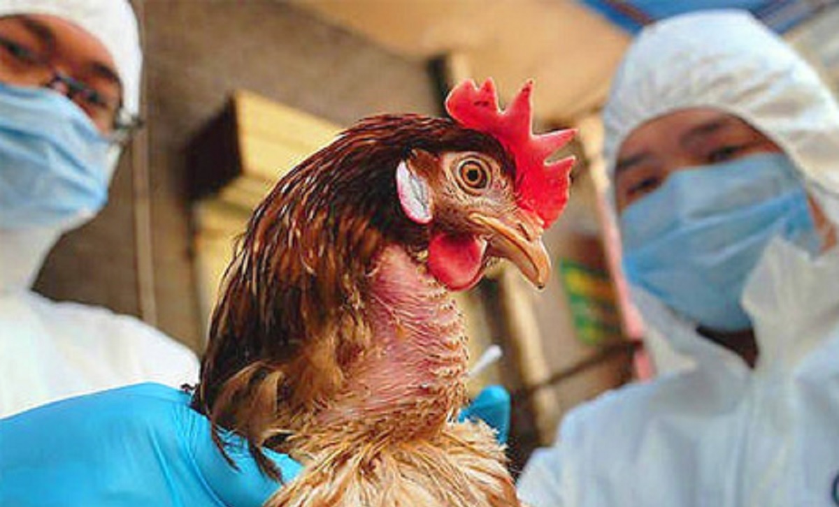 सुनसरीमा फैलियो बर्डफ्लू संक्रमण, १९ हजार कुखुरा नष्ट